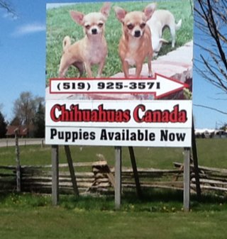 Chihuahuas Canada